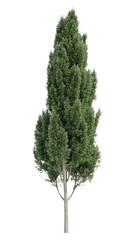 PNG Real green big tree isolated photography evergreen.