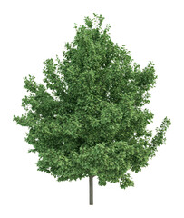 Fototapeta premium PNG Real green big tree background isolated illustration.