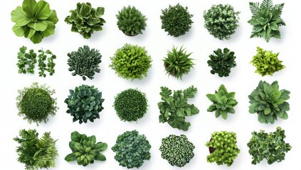 Top-down view of various potted plants (1)