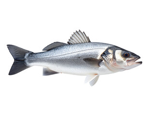 Fototapeta premium Floating sea bass fish, PNG