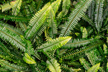 Green fresh fern leaf background and texture