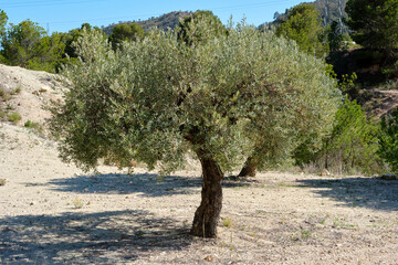 Olive tree in arid landscape under clear sky with sunlight illuminating green foliage