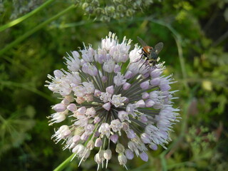 close-up of a fly on an onion flower, consisting of small white flowers, on a blurred background of foliage 