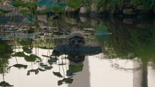 A big turtle is peacefully sitting on a rock in a quiet lotus pond of the garden of Erawan museum&nbsp;in&nbsp;Bangkok, Thailand