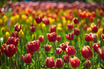 Fototapeta premium An idyllic garden scene showcasing bright red tulips illuminated by warm sunlight in St.Petersburg, Russia, conveying vibrancy, freshness, and natural beauty in a serene outdoor setting
