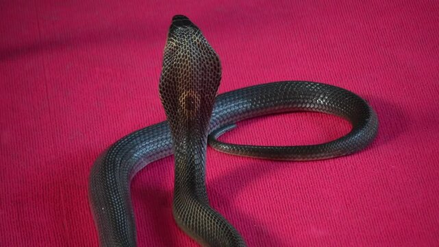 Krabi, thailand - Dec 24 2024: a Cobra show in thailand 