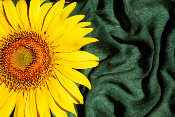 Bright yellow sunflower flower on the dark green textile background with copy space 