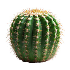 Buy golden barrel cactus online care tips and growing guide for sale now on transparent background