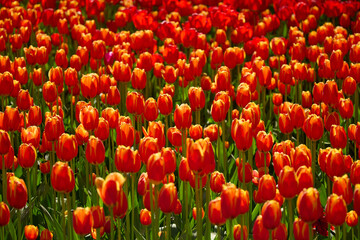 An idyllic garden scene showcasing bright red tulips illuminated by warm sunlight in St.Petersburg, Russia, conveying vibrancy, freshness, and natural beauty in a serene outdoor setting