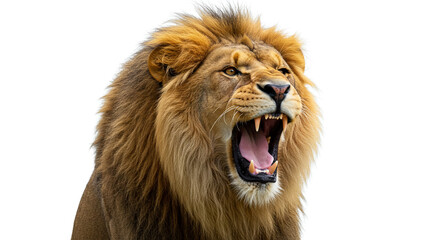 Majestic Lion Roaring Portrait Wildlife Animal Photography Angry Feline Strength Power King of
