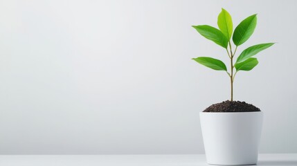 Fototapeta premium Young Green Plant Growing in White Pot on Neutral Background
