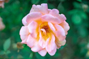 Fototapeta premium オレンジのバラ