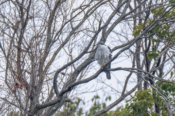 お気に入りの枝でのんびりくつろぐオオタカ