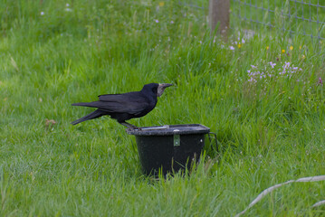 A curious crow drinks from a black plastic container in a lush green field, capturing nature's simplicity and the bird's resourcefulness in a serene, vibrant setting.