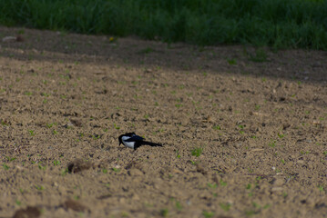A striking Eurasian Magpie stands on a freshly plowed field, its black-and-white plumage contrasting against the earthy tones. Small green sprouts emerge, adding a touch of life to the scene.