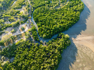 Top-down aerial image of river channels weaving through dense mangroves.