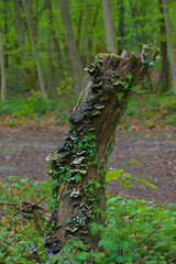 A weathered tree stump in a lush forest, adorned with delicate mushrooms and vibrant green ivy. Earthy tones, rustic textures, and serene woodland ambiance create a picturesque, organic scene.