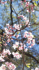 pink cherry blossom