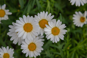 Obraz premium White Daisies with Yellow Centers in Green Grass