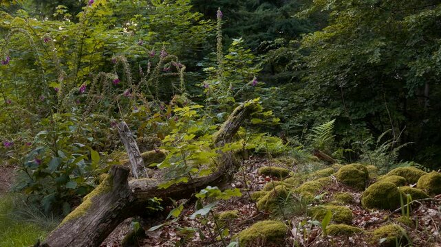 Gefallener Baumstamm zwischen moosbewachsenen Steinen, Farnen und jungem Gr&uuml;n; violetter Fingerhut erhebt sich im Halbschatten des Sommerwaldes &ndash; urw&uuml;chsige, stille Waldnatur.