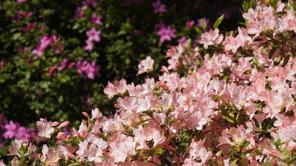 Obraz premium pink flowers in spring