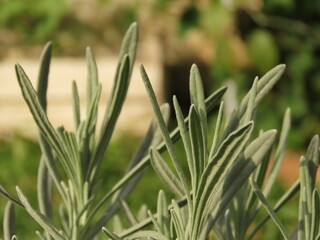 Closeup of lavender leaves. Lavender leaves in the field.