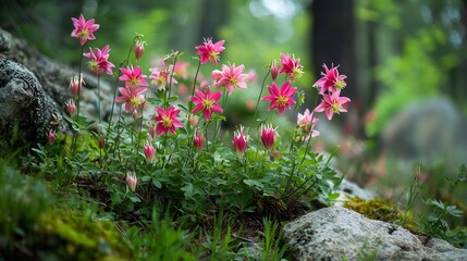 Naklejka premium Columbine Aquilegia vulgaris blooming a shaded hillside nodding multi colored blossoms dancing in the breeze mossy rocks and forest trees surrounding the area
