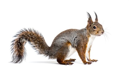 Naklejka premium Eurasian Red Squirrel Profile.