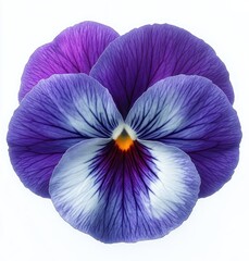 Close-up of a vibrant pansy flower with purple, blue, and white petals featuring delicate veins and a bright orange center against a white background