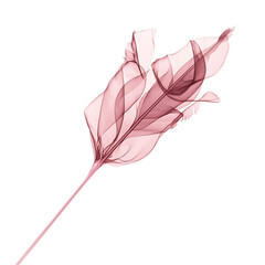 Artistic Arrow with Dynamic Motion in Soft Rose Col Isolated on Transparent Background