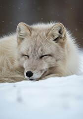 Naklejka premium A Photo Of A Sleeping Arctic Fox Resting In The Snow With Closed Eyes And White Fur