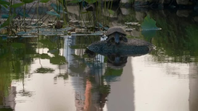 A big turtle is peacefully sitting on a rock in a quiet lotus pond, people walk by and their feet are reflected in the surface of the water of the garden of Erawan museum&nbsp;in&nbsp;Bangkok, Thailand