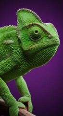 Fototapeta premium Detailed Green Chameleon On Branch Against Purple Background Photo
