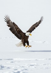 Obraz premium Majestic Eagle in Flight Over Snowy Terrain Photo