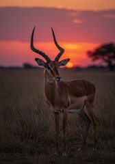 Fototapeta premium Photo Impala Silhouette At Sunset In African Savanna Wildlife Scene