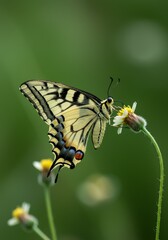 Fototapeta premium Photo of Detailed Yellow Butterfly on Flower with Green Background