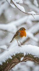 Photo of European Robin Perched on Snow Covered Branch in Winter