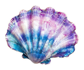 Fototapeta premium PNG Top view underwater photo of shell seashell invertebrate decoration.
