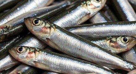 Fototapeta premium Photo of Pile of Fresh Silver Fish in a Close Up View