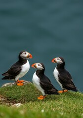 Fototapeta premium Photo of Three Atlantic Puffins with Black White and Orange Feathers on Cliff