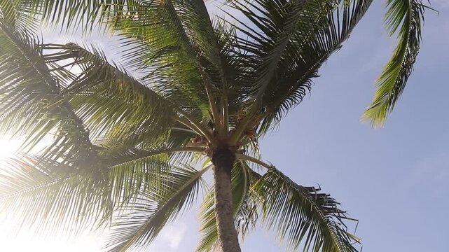 Palm tree in hilo hawaii