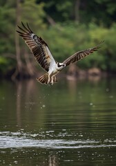 Obraz premium Photo Osprey in Flight Over Water Wings Extended in Daylight