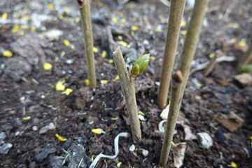 New bud growing on a cut branch in the garden
