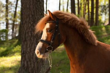 portrait of beautiful chestnut sportive pony posing in forest at sunny day