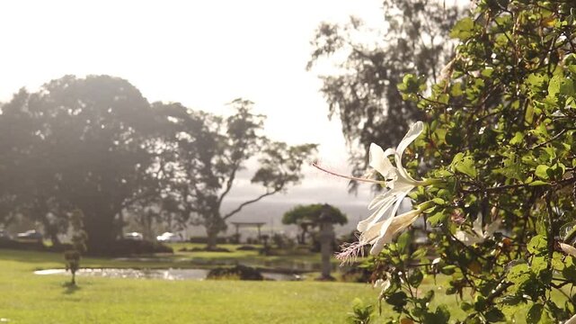 Liliuokalani park flower hilo hawaii