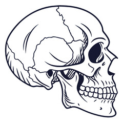 Intricate line art shows a head skeleton with emphasis on anatomical accuracy perfect for educational illustrations and art studies in anatomy