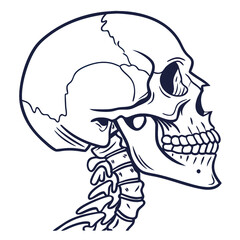Illustration displays a head skeleton in profile view showcasing intricate bone structure