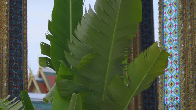 Massive green exotic banana leaves grow near the ornate colorful walls of Wat Phra Kaew (Temple of the Emerald Buddha), The Grand Palace, Bangkok, Thailand