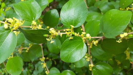 Bidara (Ziziphus mauritiana) plant in the garden. Also known as widara, Indian jujube, Indian plum, Chinese date, Chinese apple, ber and dunks. Nature concept. Evergreen.