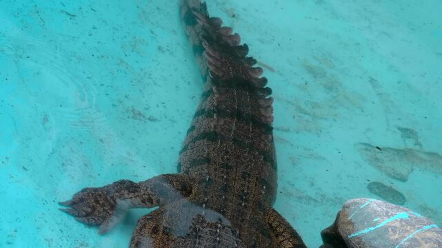 A crocodile lies in a pool with a blue bottom, resting after a hearty lunch, Thailand